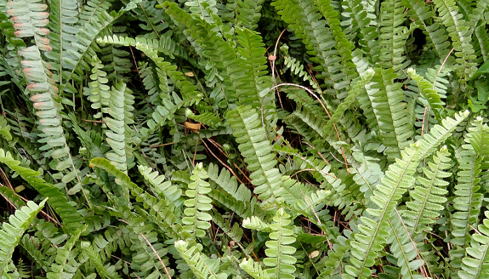 5 Vasos Samambaia Paulista Nephrolepis pectinata Pote 15 - Imagem 9