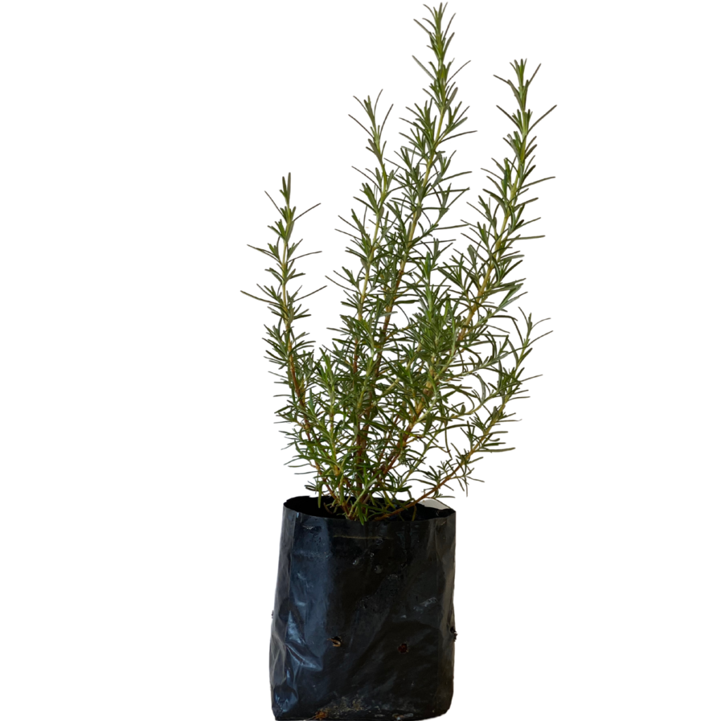 Alecrim 40cm altura, Rosmarinus officinalis no Saquinho