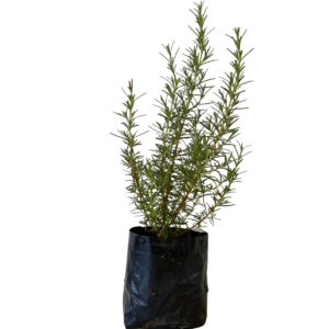 Alecrim 40cm altura, Rosmarinus officinalis no Saquinho