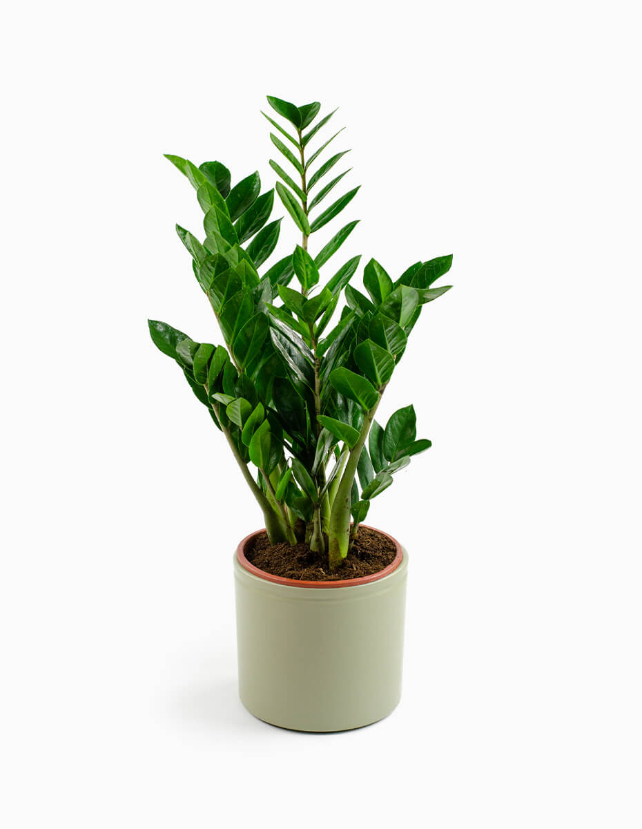 Zamioculcas - Zamioculcas zamiifolia - Pote 24 - Imagem 2