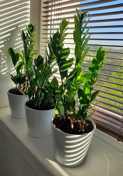 Zamioculcas - Zamioculcas zamiifolia - Pote 24 - Imagem 3