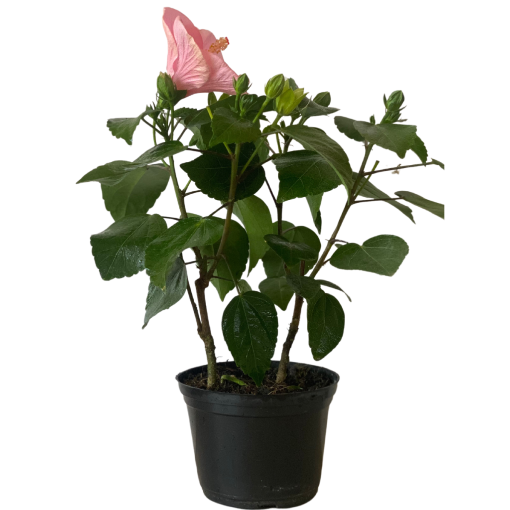Hibisco-colibri Sortido Malvaviscus arboreus Pote13