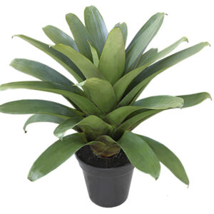 Bromélia imperial – Alcantarea imperialis - Verde Gigante
