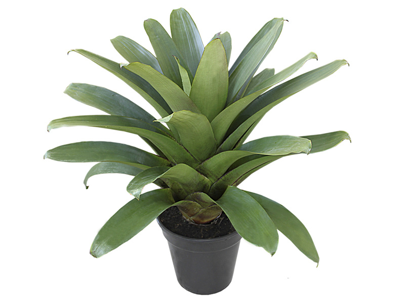 Bromélia imperial – Alcantarea imperialis - Verde Gigante
