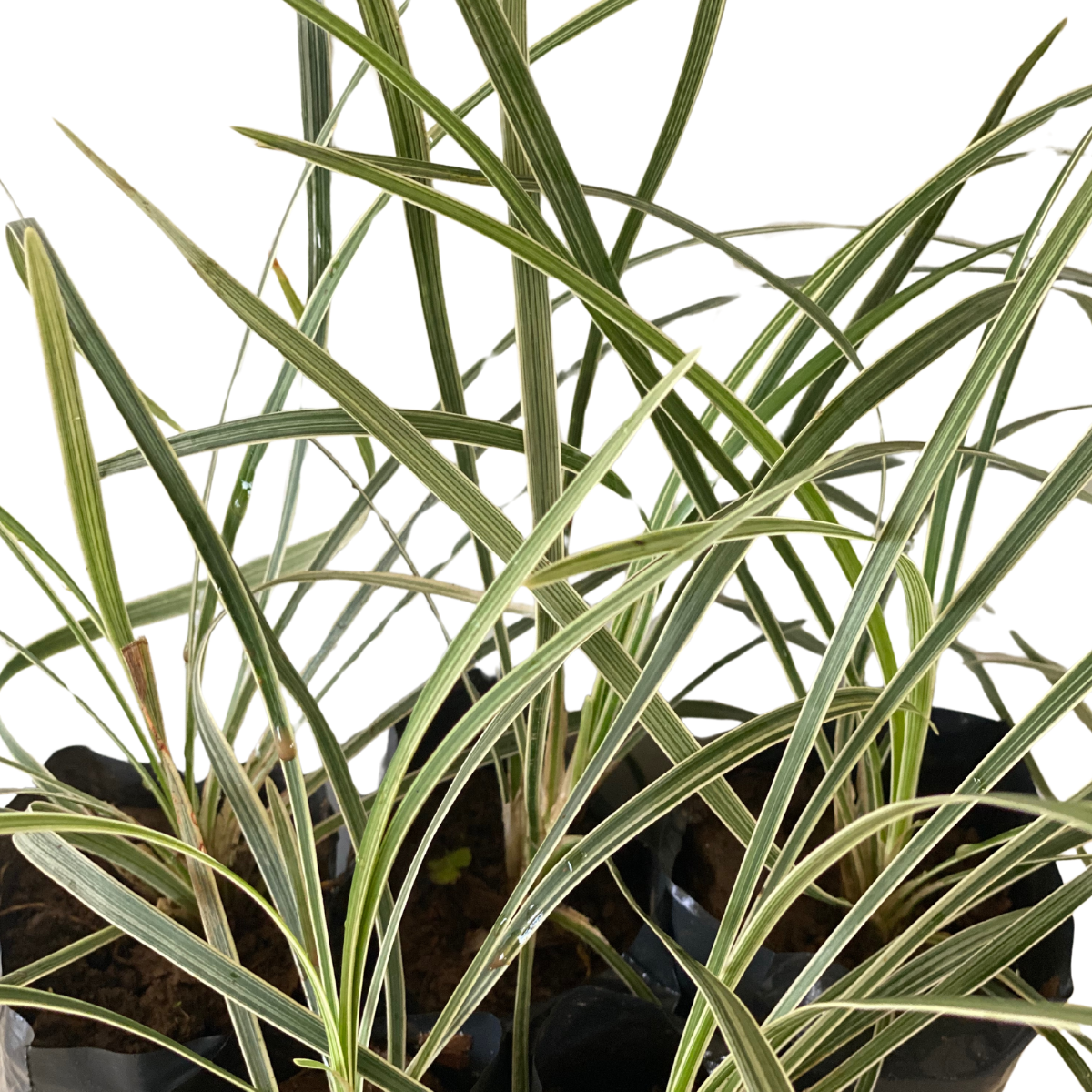 Barba de Serpente Variegata - Liriope Muscari no Saquinho — foto 3