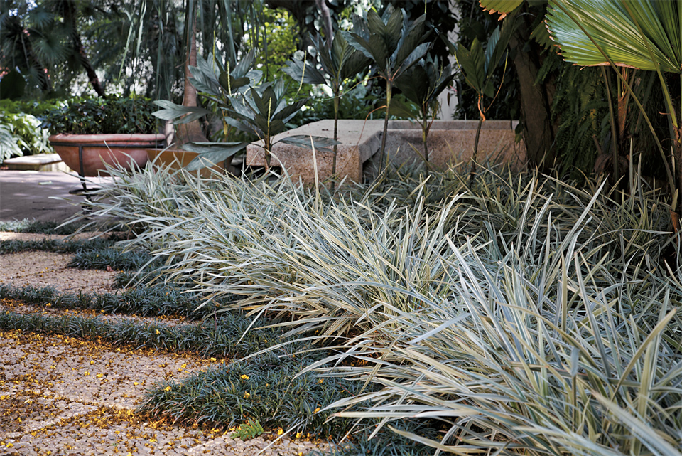 Barba de Serpente Variegata - Liriope Muscari — foto 5