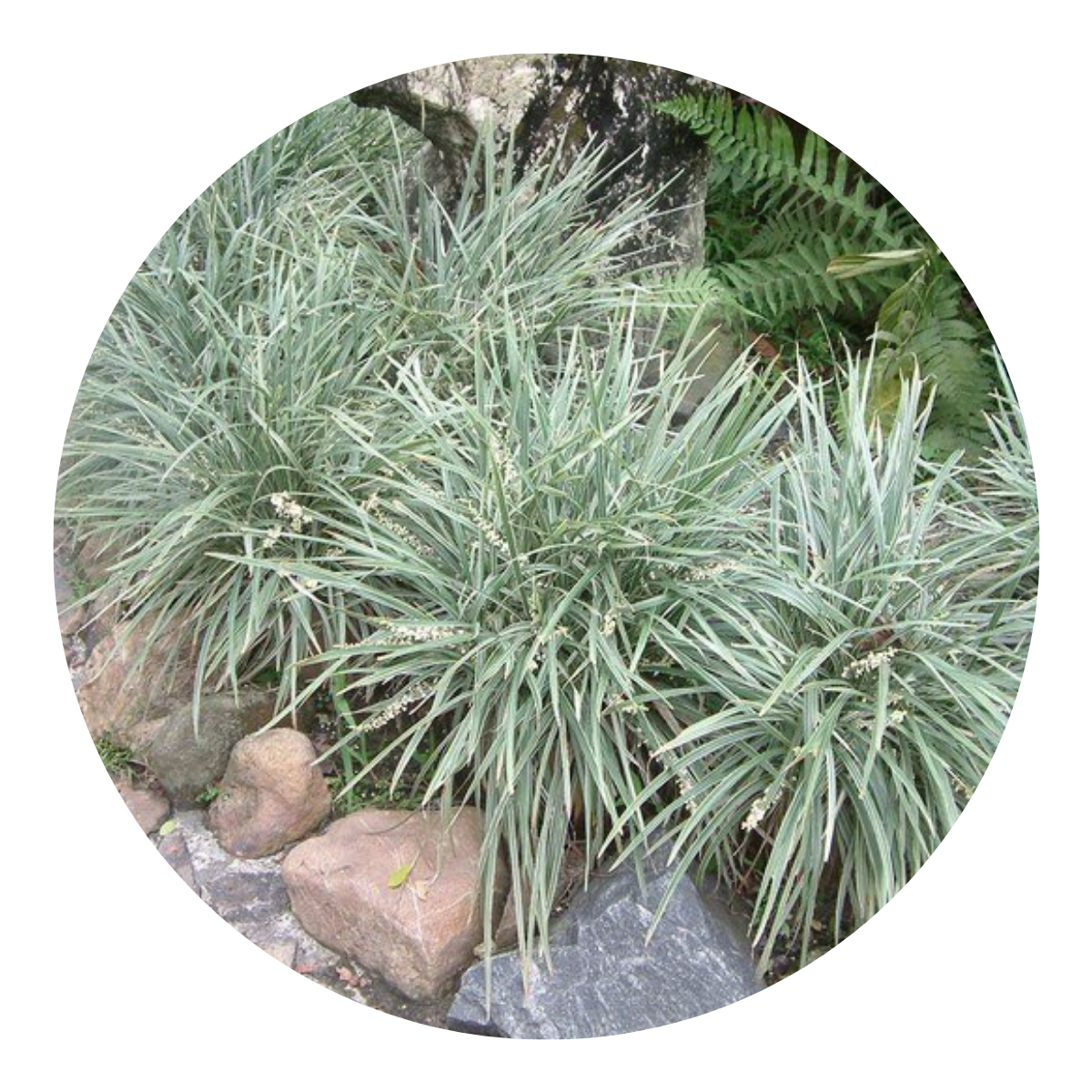 Barba de Serpente Variegata - Liriope Muscari