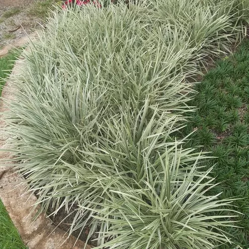Barba de Serpente Variegata - Liriope Muscari — foto 6