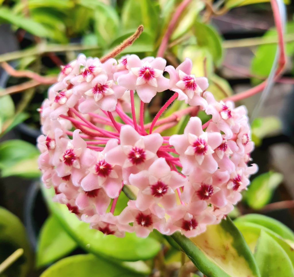 Flor de Cera Hoya Carnosa Variegata - Cuia 21