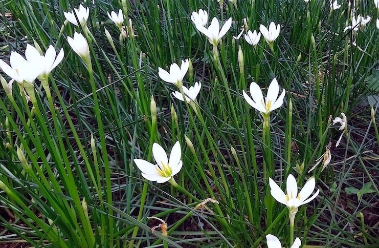 Lírio do vento - Zephyranthes candida no Saquinho