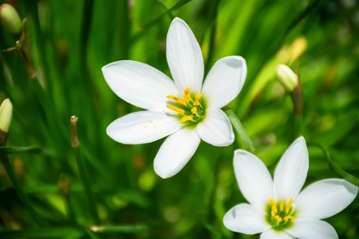 Lírio do vento - Zephyranthes candida - Mudas no Saquinho — foto 7