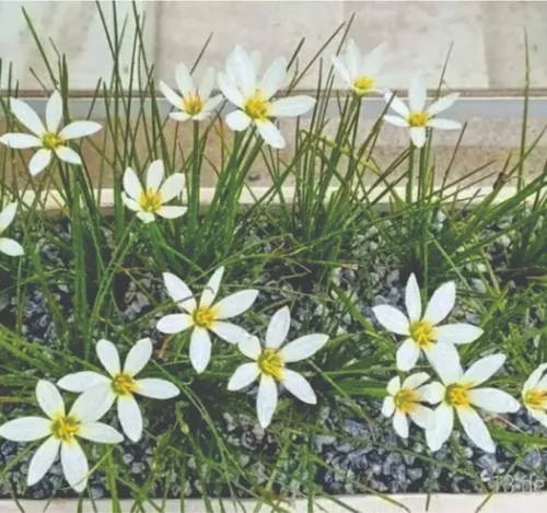 Lírio do vento - Zephyranthes candida - Mudas no Saquinho — foto 6
