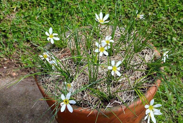 Lírio do vento - Zephyranthes candida - Mudas no Saquinho — foto 8