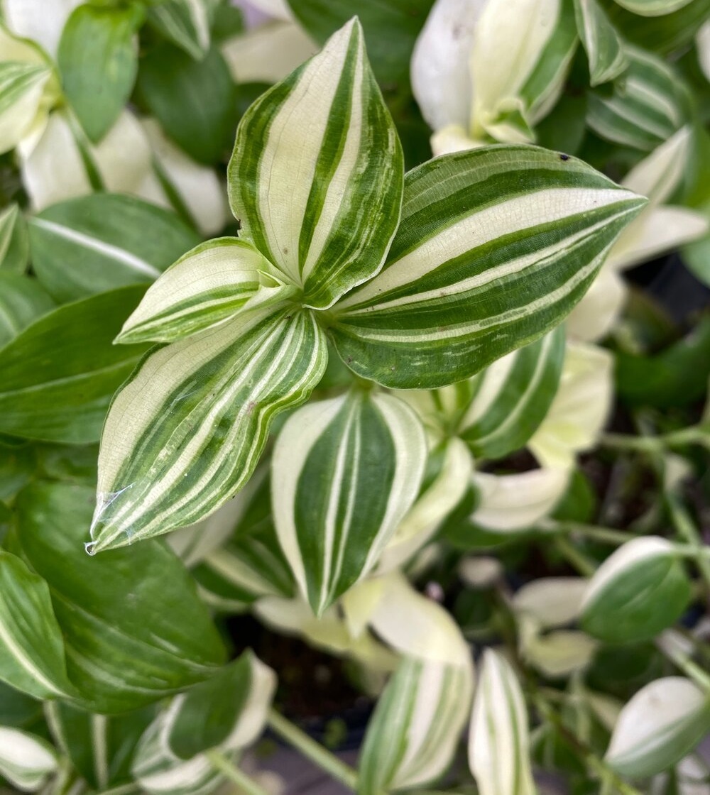 Lambari Verde Variegata Erva-da-fortuna Pote11 — foto 5