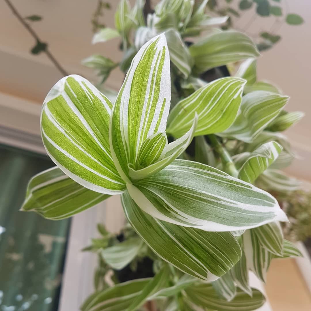 Lambari Verde Variegata Erva-da-fortuna Pote11 — foto 4