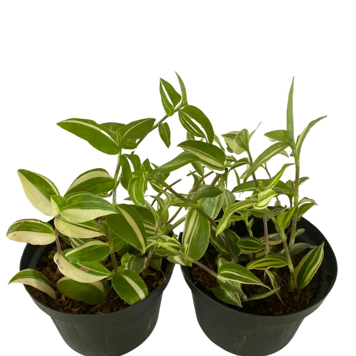 Lambari Verde Variegata Erva-da-fortuna Pote11