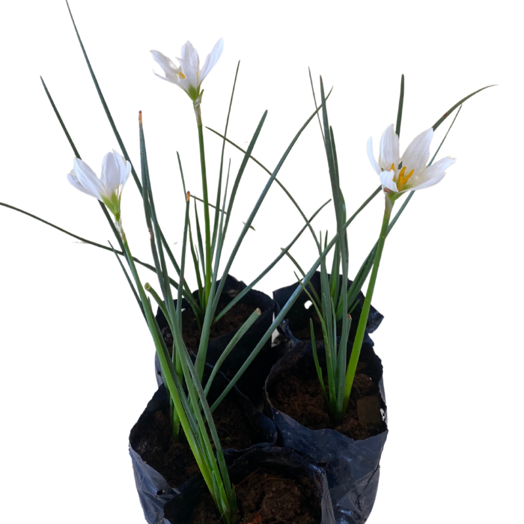 Lírio do vento - Zephyranthes candida - Mudas no Saquinho