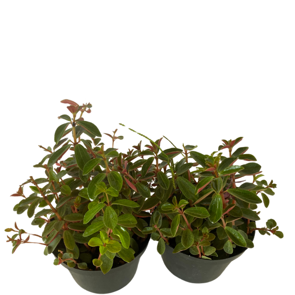 Peperomia Verticillata - Tronco Roxo