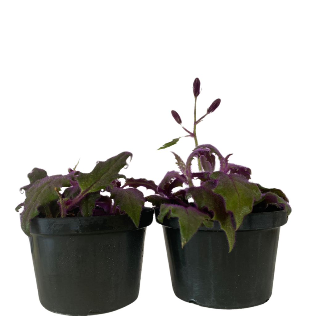 Veludo Roxo - Gynura Aurantiaca