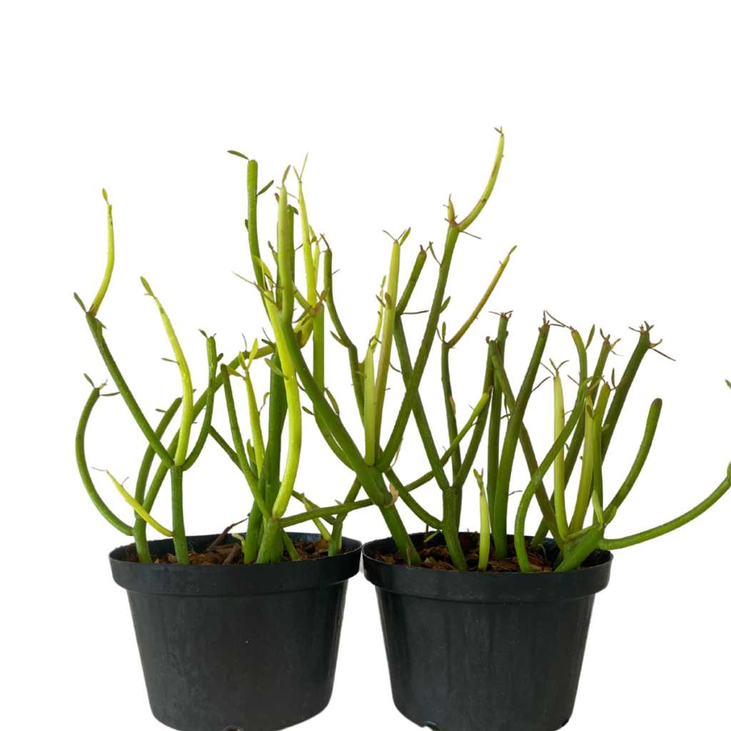 Cacto Avelós - Palito de Fogo Euphorbia tirucalli