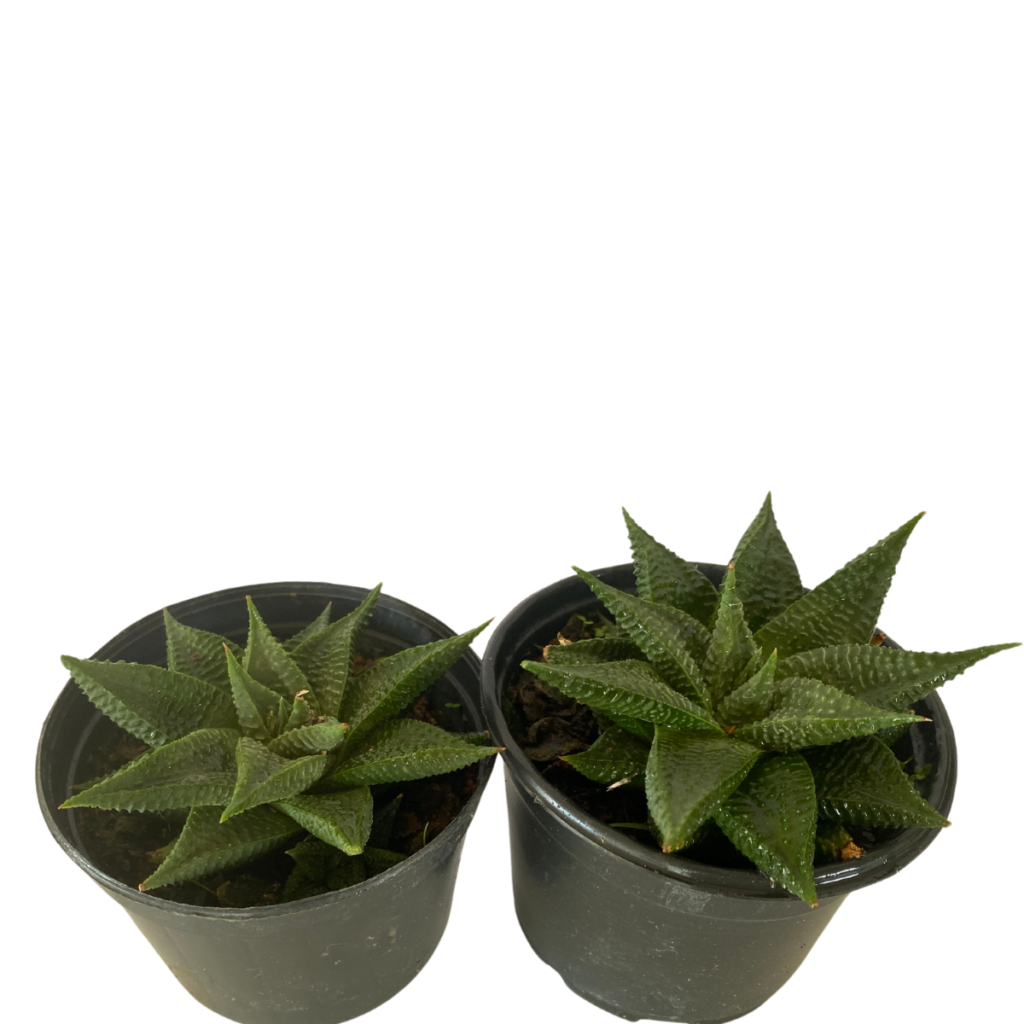 Suculenta Rabo De Tatu Aloe Aristata Pote 11