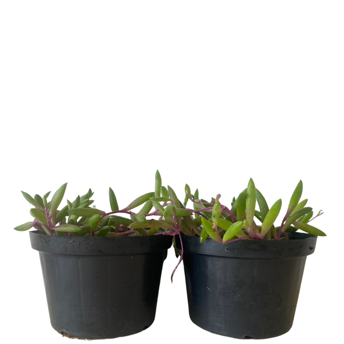 Suculenta Colar-de-Rubi - Plectranthus Prostratus — foto 3