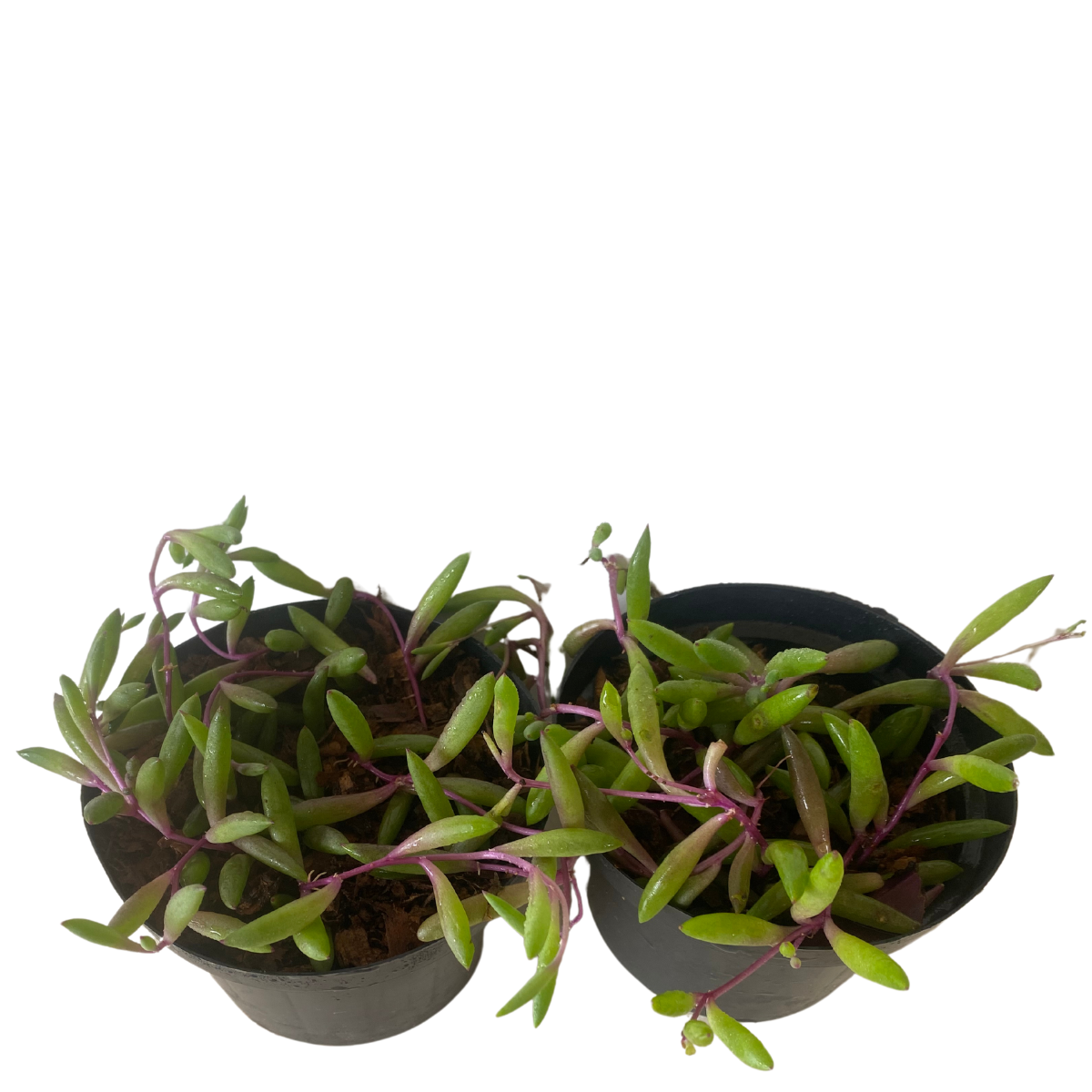 Suculenta Colar-de-Rubi - Plectranthus Prostratus