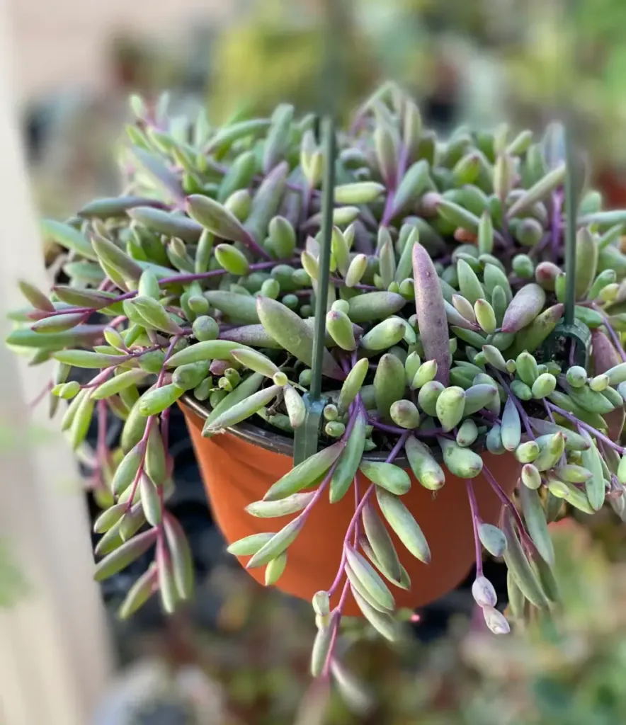 Suculenta Colar-de-Rubi - Plectranthus Prostratus — foto 4