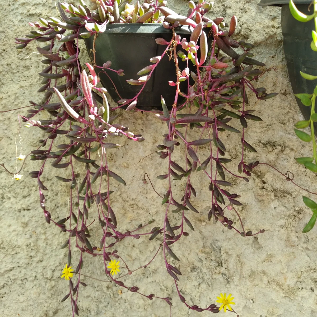 Suculenta Colar-de-Rubi - Plectranthus Prostratus — foto 5