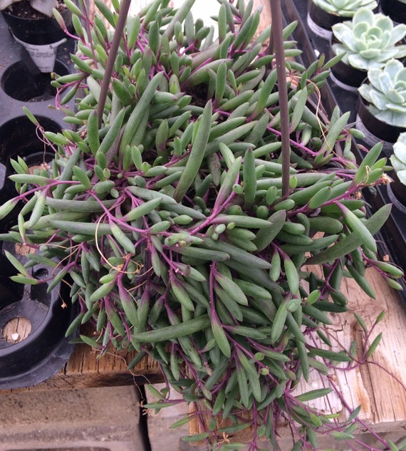 Suculenta Colar-de-Rubi - Plectranthus Prostratus — foto 7