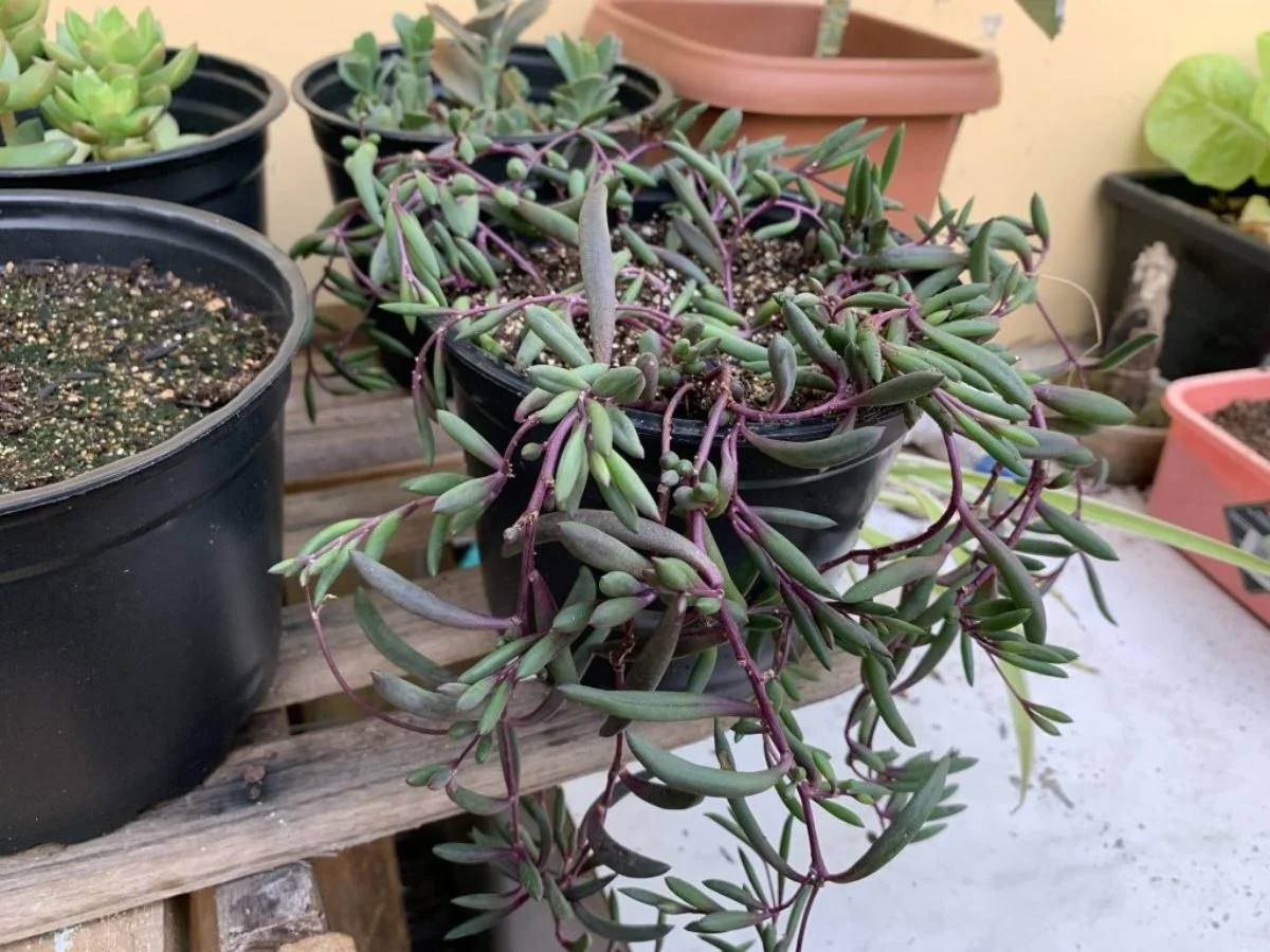 Suculenta Colar-de-Rubi - Plectranthus Prostratus — foto 6