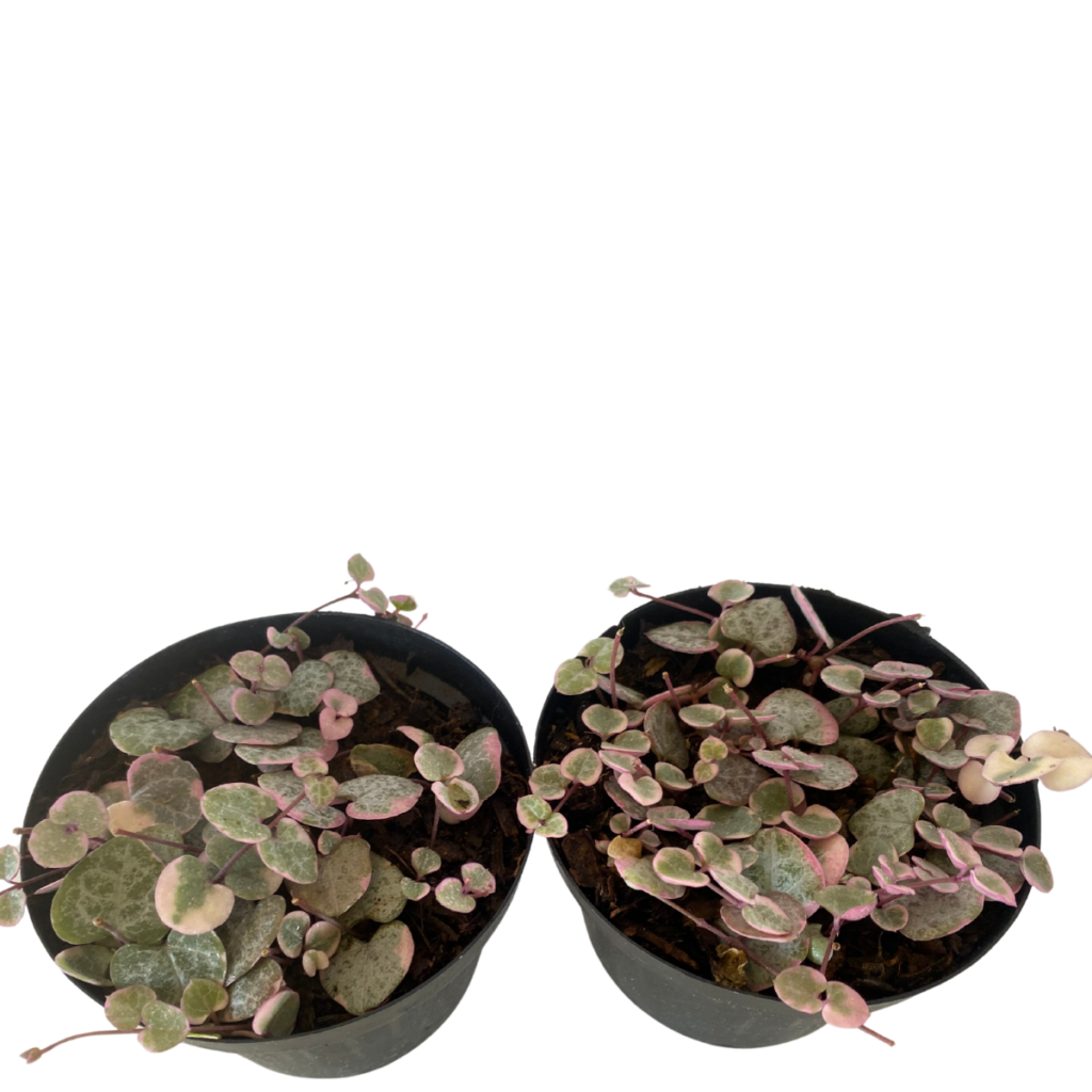 Suculenta Pendente Coração Emaranhado Rosa Pote 11