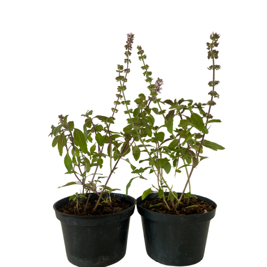 Manjericão Roxo (Ocimum basilicum Thai)