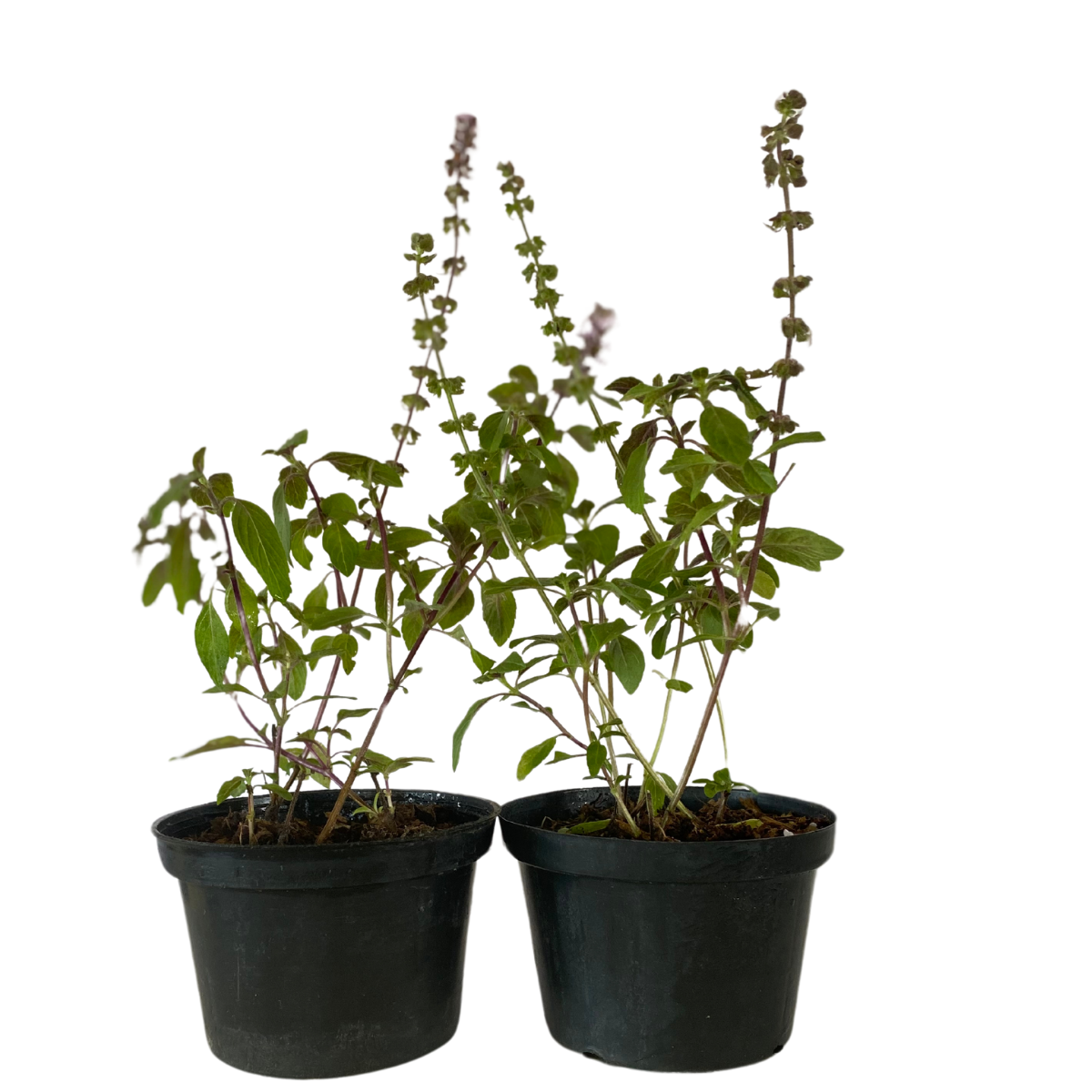 Manjericão Roxo (Ocimum basilicum Thai) — foto 3