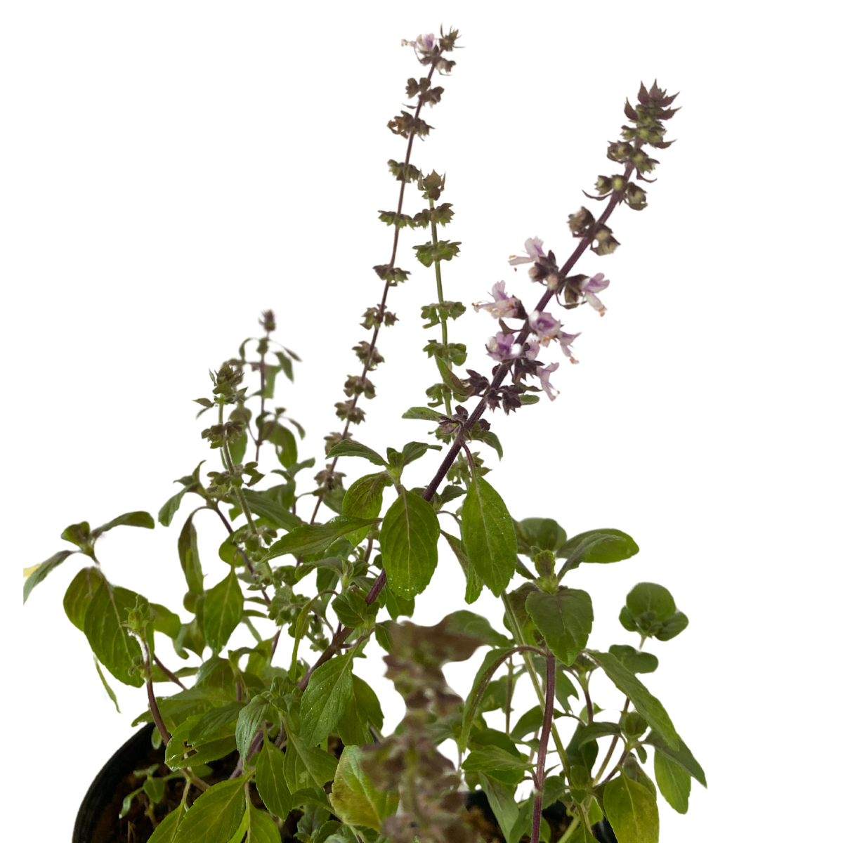 Manjericão Roxo (Ocimum basilicum Thai) — foto 2