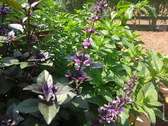 Manjericão Roxo (Ocimum basilicum Thai) — foto 5