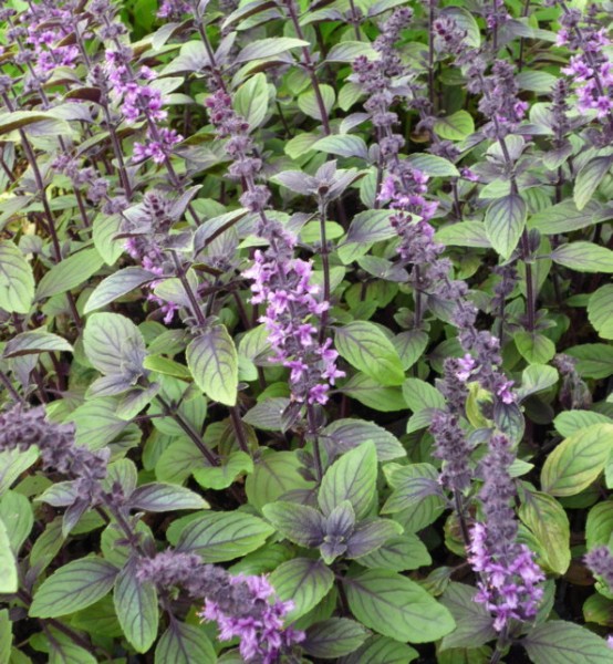 Manjericão Roxo (Ocimum basilicum Thai) — foto 4