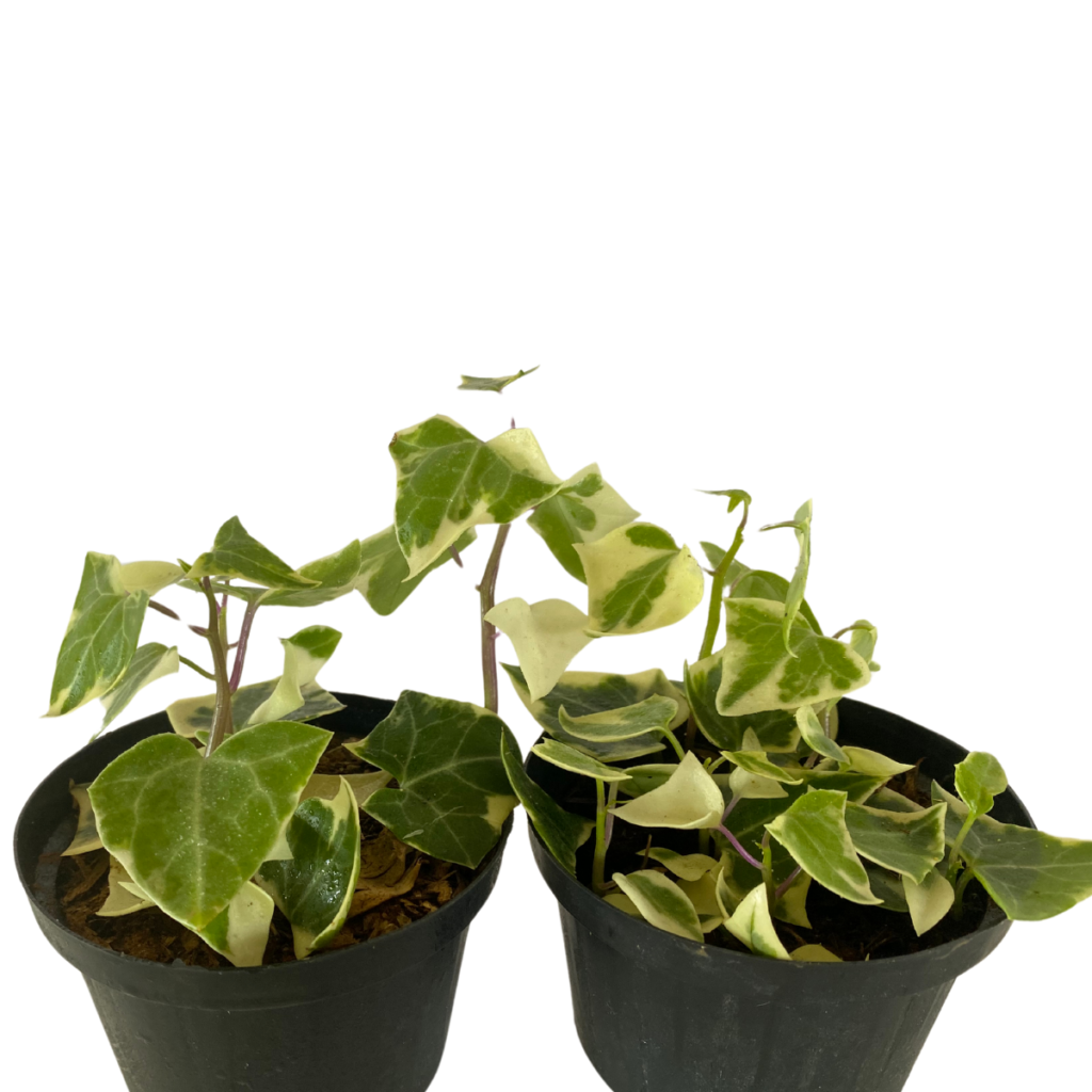 Hera do Cabo Variegata Senecio macroglossus Pote 11