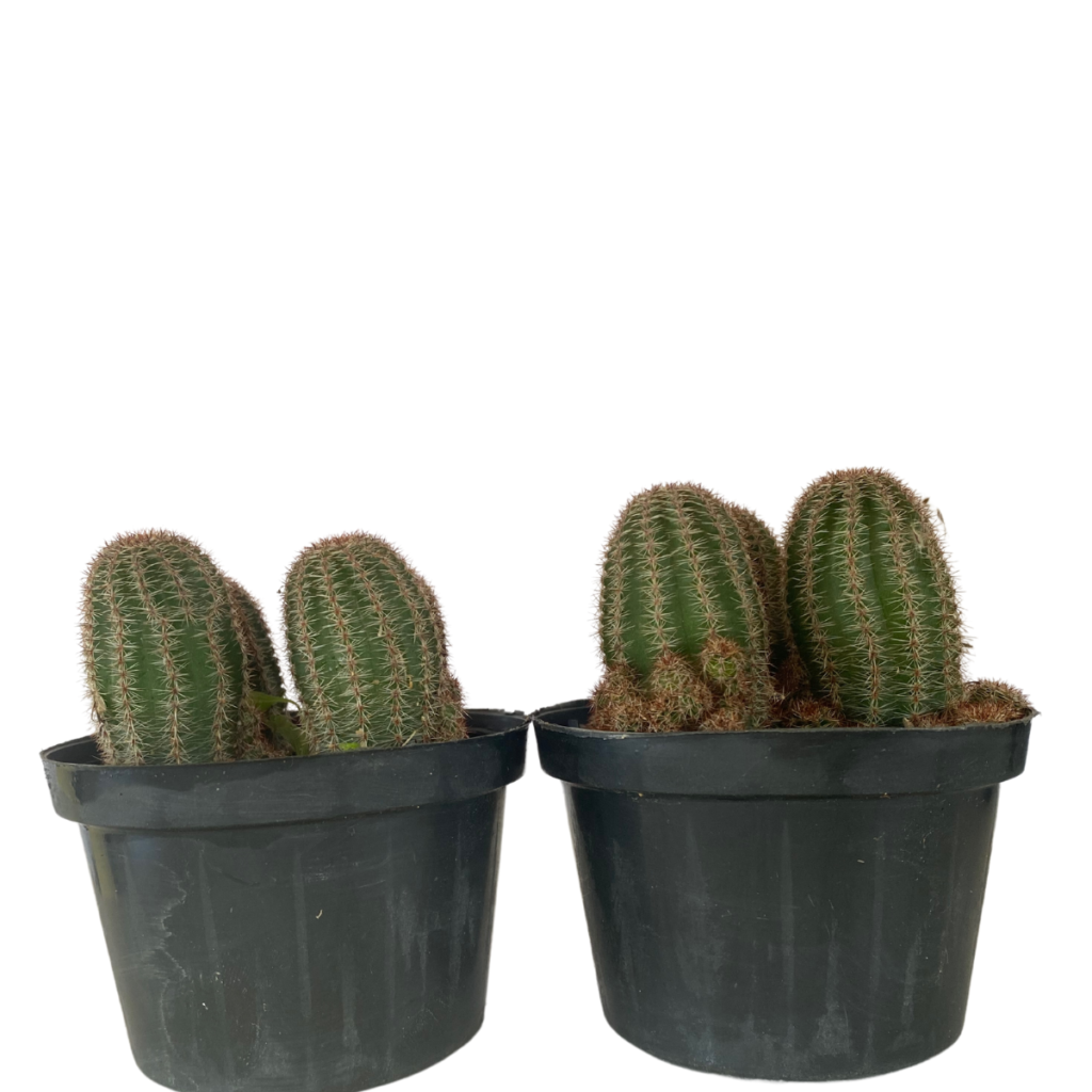 Cacto Echinocereus Pectinatu Pote 11