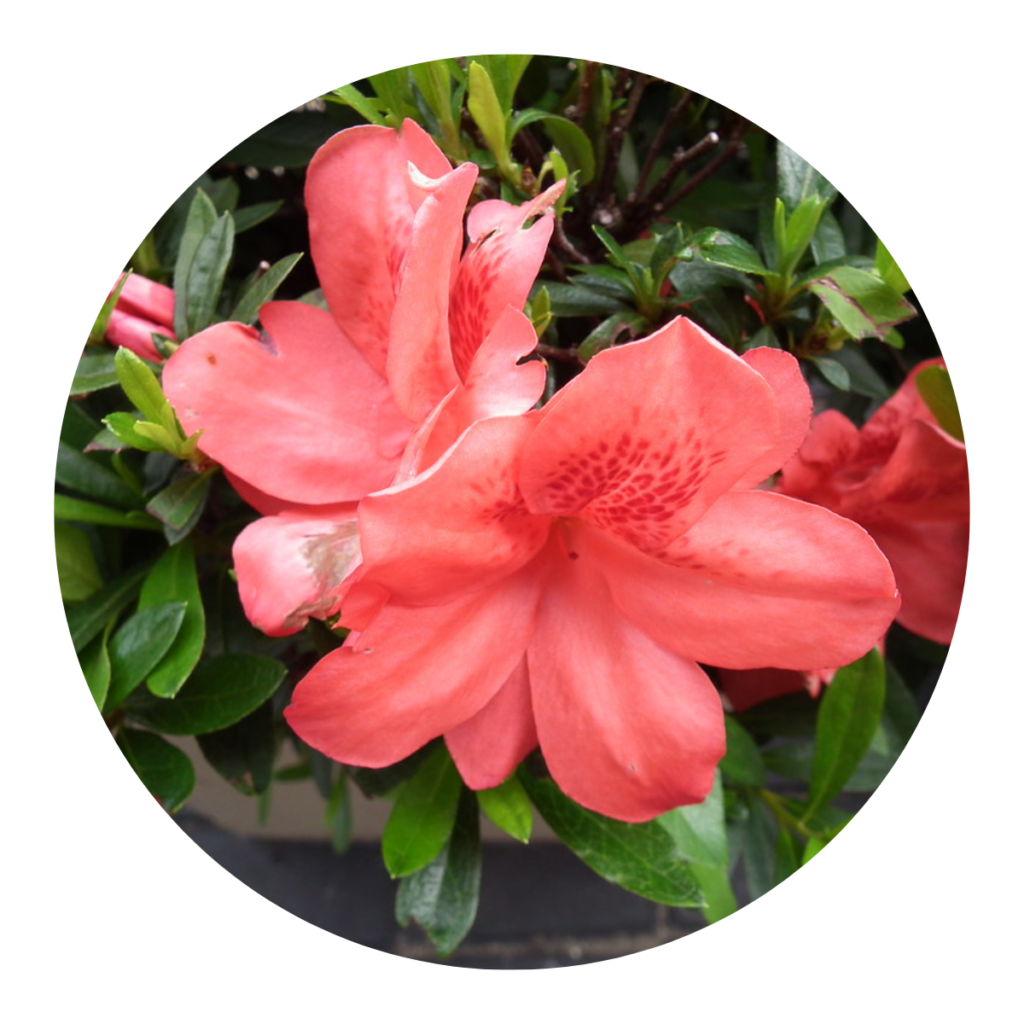 10 Mudas Adultas de Azaléia Rhododendron - Cerca Viva / Vaso