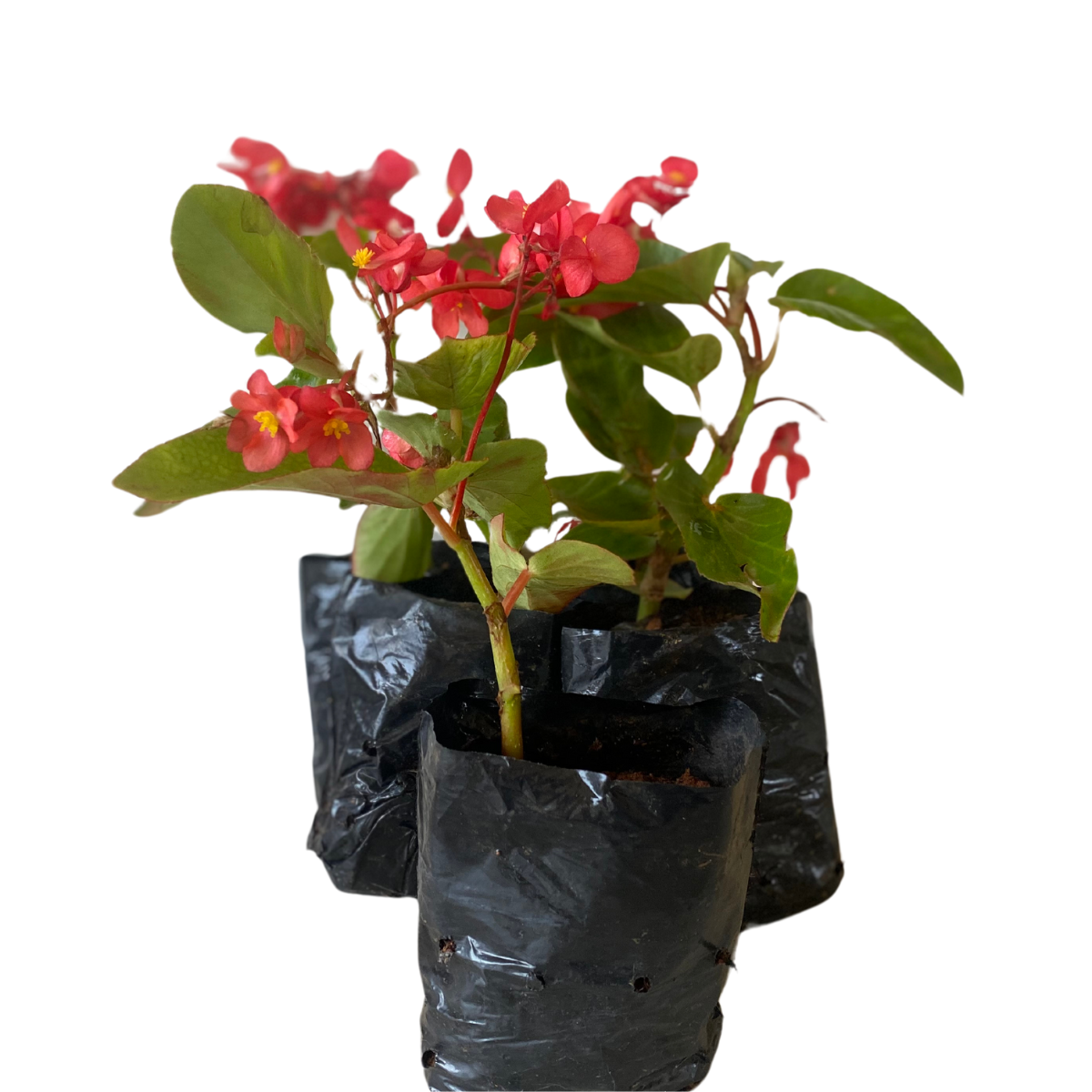 Begônia Dragon Wing Begonia Elatior no Saquinho — foto 4