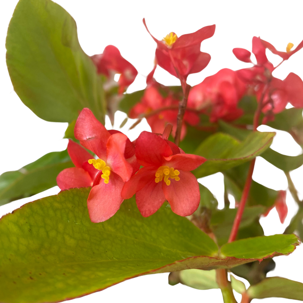 Begônia Dragon Wing Begonia Elatior no Saquinho — foto 9