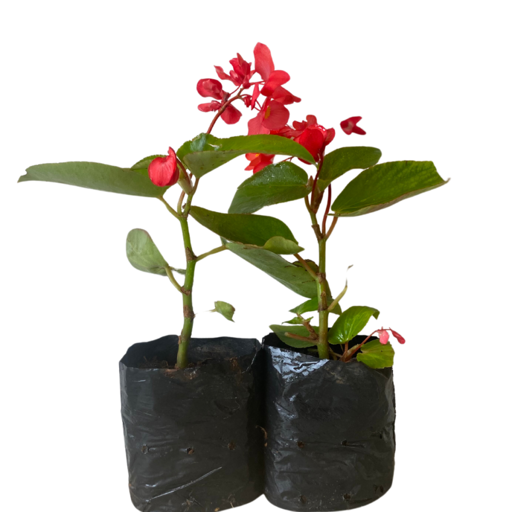 Begônia Dragon Wing Begonia Elatior no Saquinho