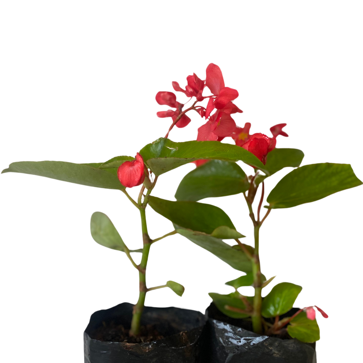 Begônia Dragon Wing Begonia Elatior no Saquinho — foto 3