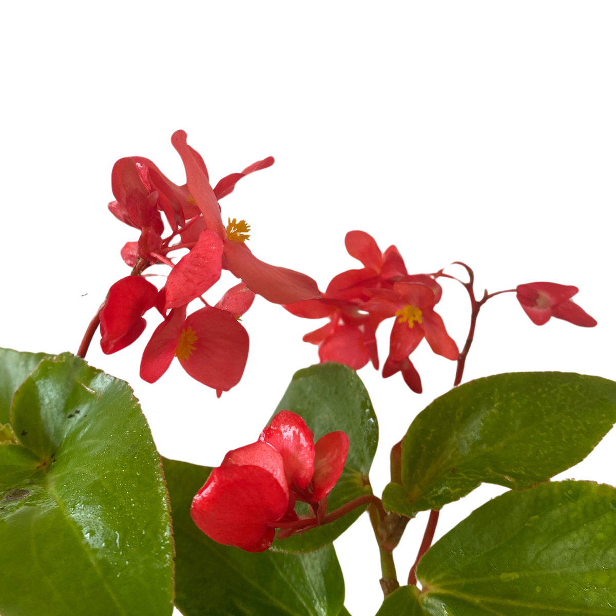 Begônia Dragon Wing Begonia Elatior no Saquinho — foto 2