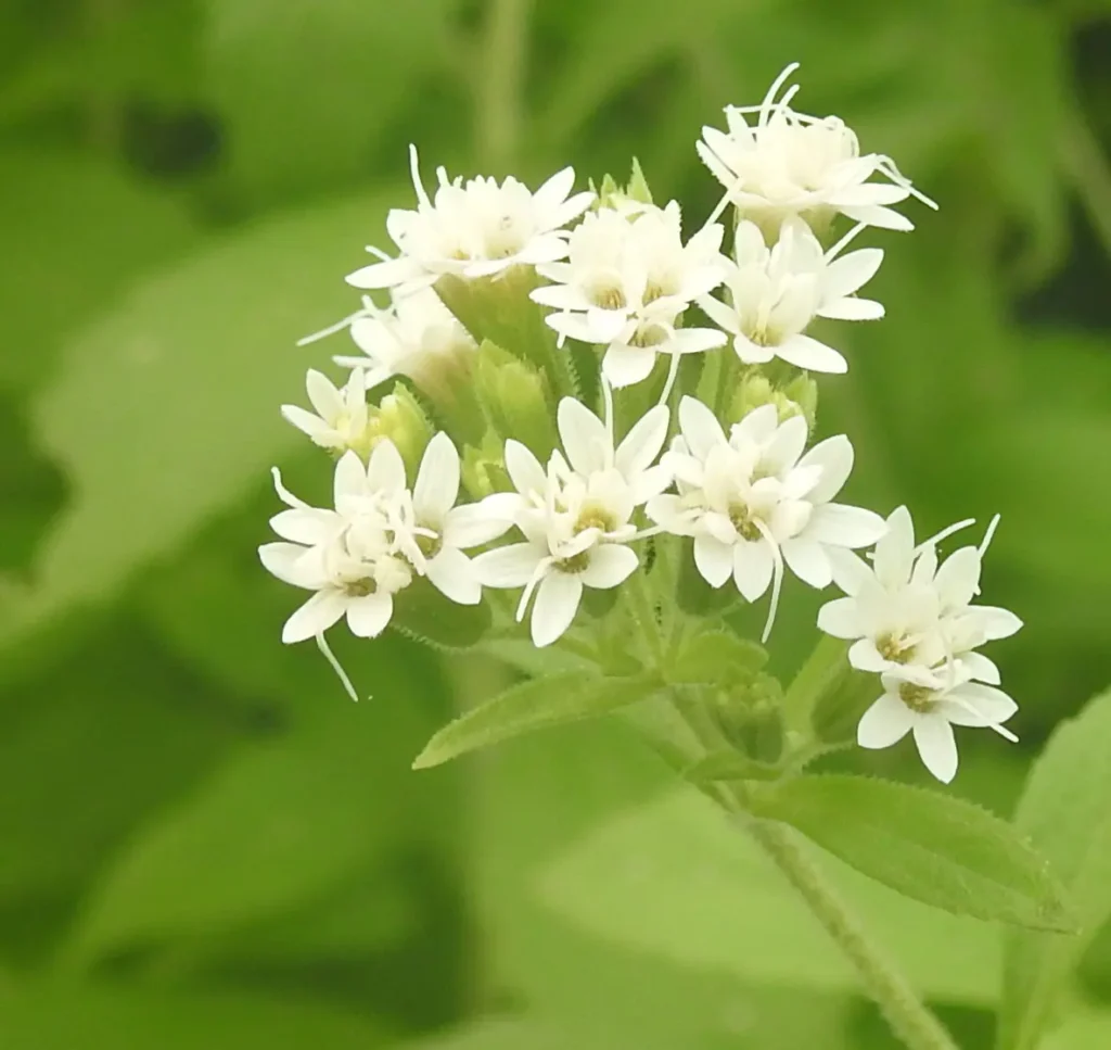 Stévia Folha Doce (Stevia rebaudiana Bertoni) - no Saquinho