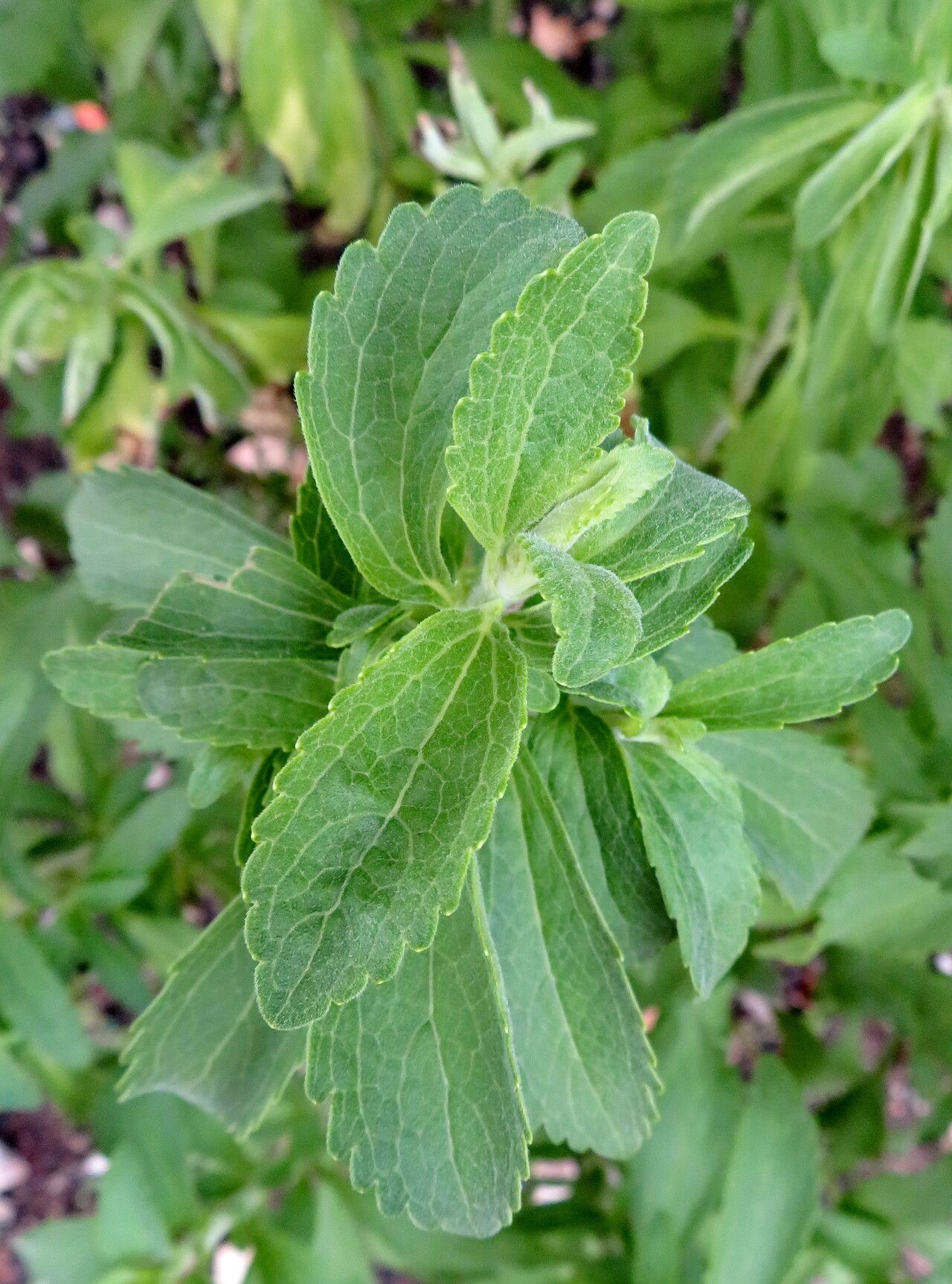 Stévia Folha Doce (Stevia rebaudiana Bertoni) — foto 3