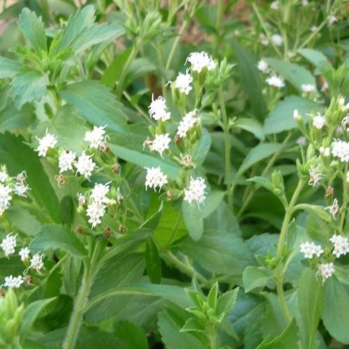 Stévia Folha Doce (Stevia rebaudiana Bertoni) — foto 4