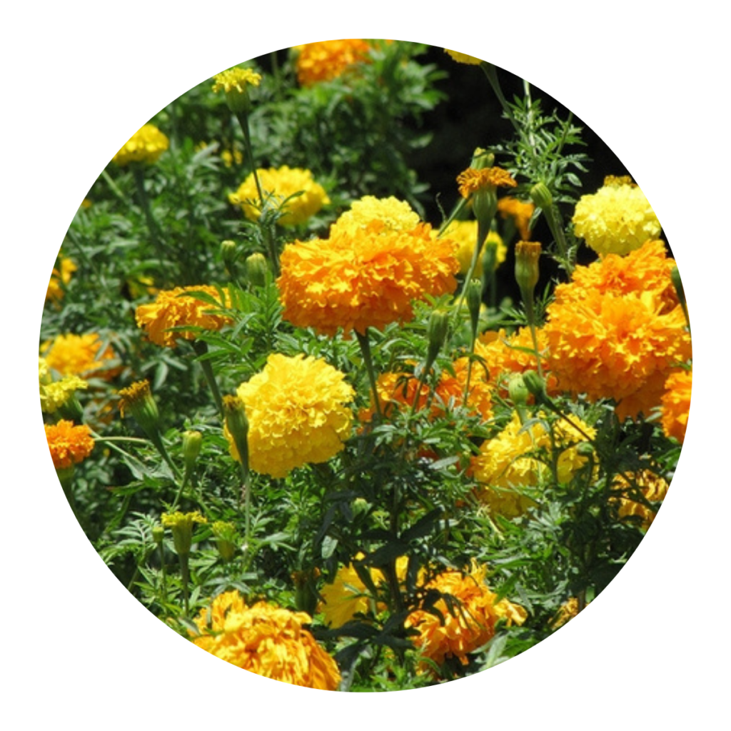 Flor Tagete Erecta- Cravo da Índia no Saquinho