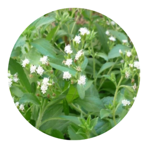 Stévia Folha Doce (Stevia rebaudiana Bertoni)